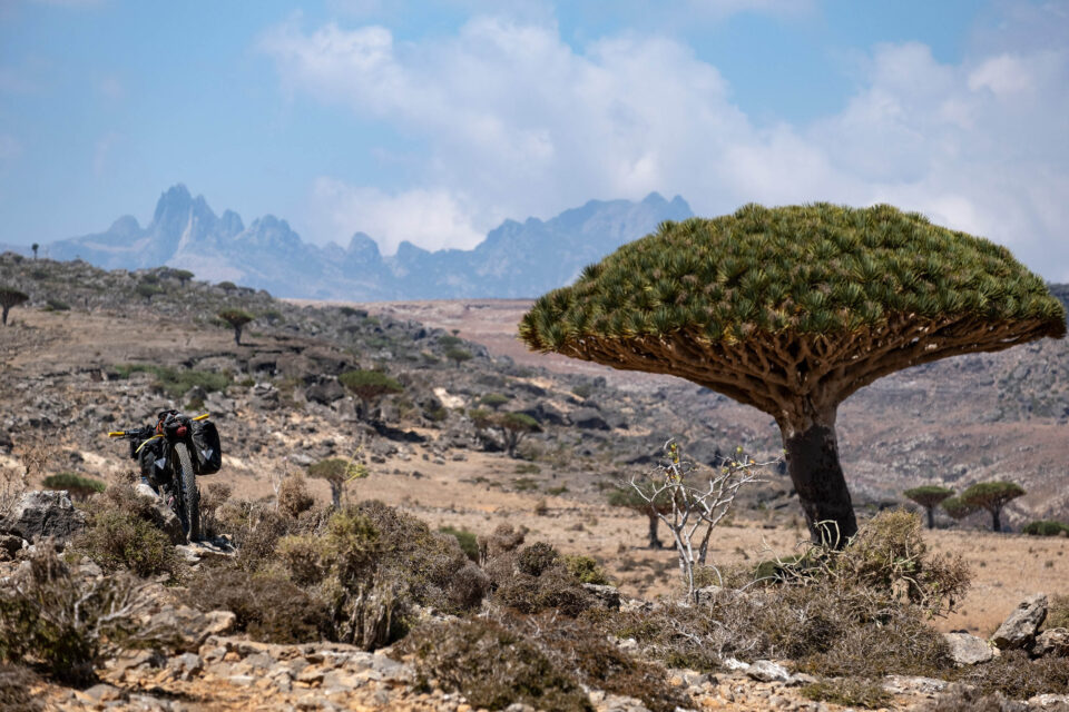 Dragon Blood, Socotra (Yemen)